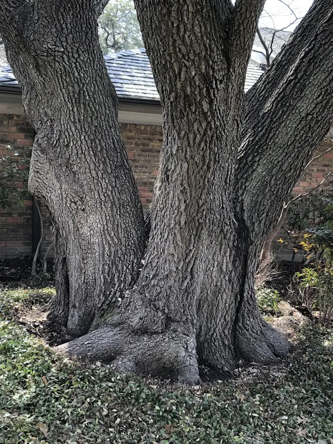 Mature heritage tree close to a Plainfield property cared for by certified arborists